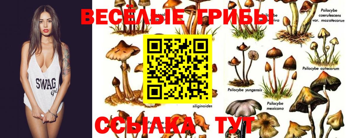Псилоцибиновые грибы мицелий  Вход с VPN  Краснодар 